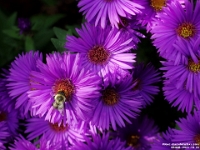 65335CrLe - Asters in our back garden   Each New Day A Miracle  [  Understanding the Bible   |   Poetry   |   Story  ]- by Pete Rhebergen